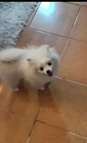 Vendo lindo sptiz alemão Macho 