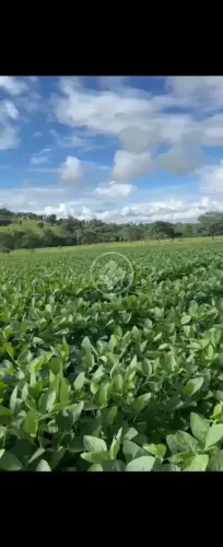 Vendo fazenda com 9 alqueires, localizada no município de Morrinhos Goiás, a apenas 12 km