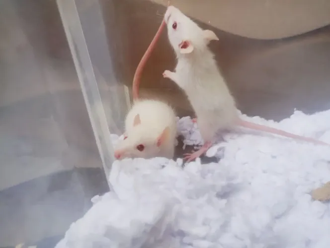 Ratos Twister de estimação 