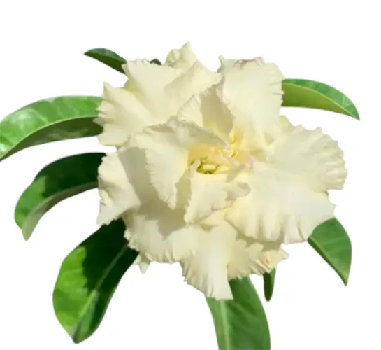 Rosa do deserto Golden Mountain Amarela