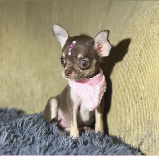 CHIHUAHUA fêmea -Uma companheira Fiel,Alegre e Muito Inteligente 