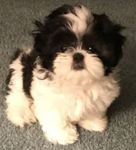 Filhotes de Shih Tzu | Companheiros que encantam no primeiro dia.