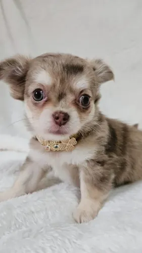 Chihuahua pelo longo chocolate merle, super exótica!