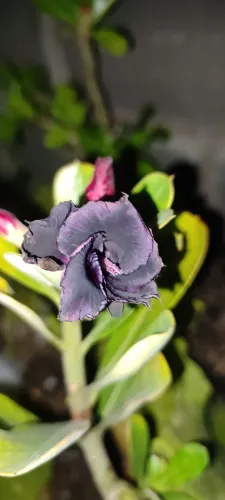 Rosa do deserto negra