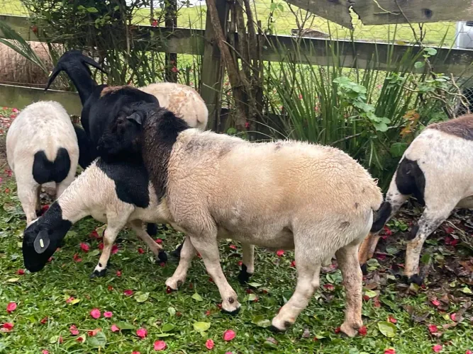 REBANHO DE OVELHAS DORPER, TEXEL E SANTA INÊS