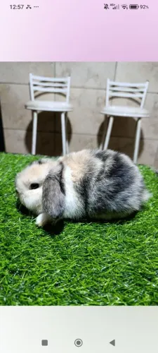 Mini Coelhos