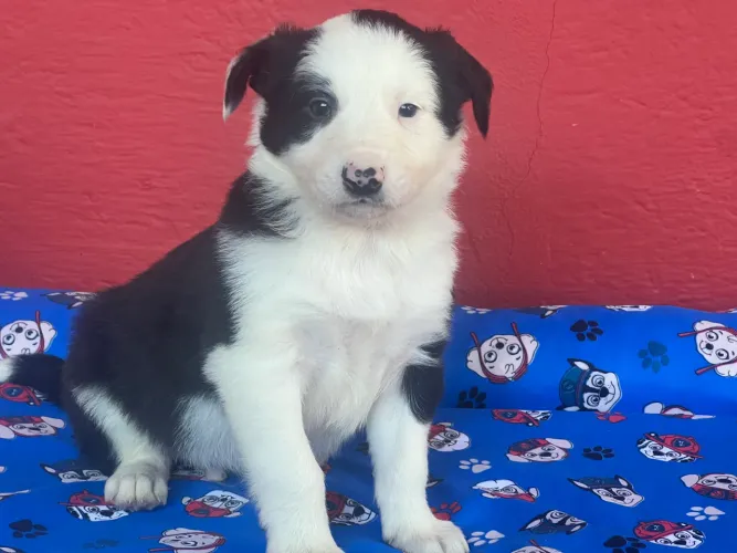 Border machinho com pedigree