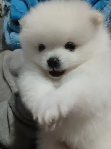 Spitz Alemão Anão Filhotes Ursinhos