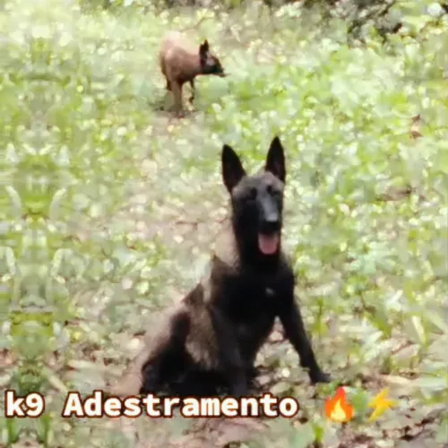 Adestramento