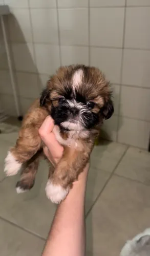 Shih tzu mini filhote 
