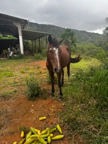Cavalo