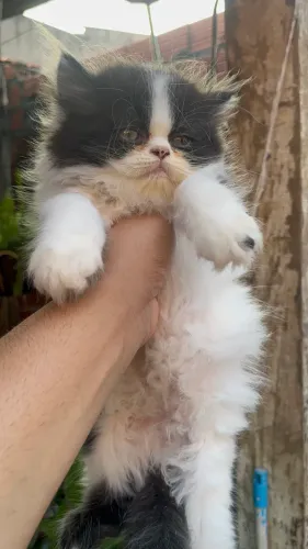 Filhote de gato Persa - Macho