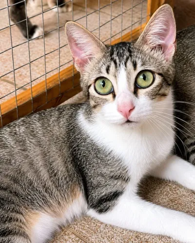 Gato castrado e vacinado 