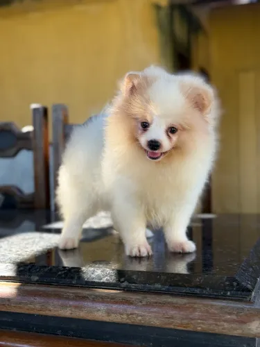 Spitz Alemão lindos