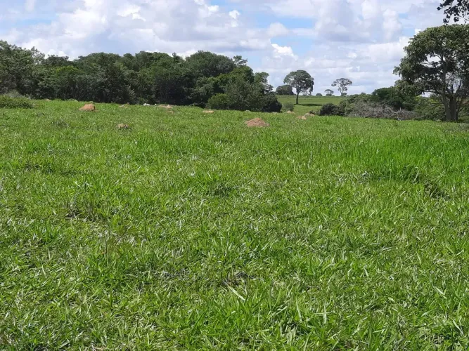 FAZENDA 6 ALQUEIRES EM CEZARINA GO | ÁGUA O ANO TODO + PRONTA PRA PECUÁRIA