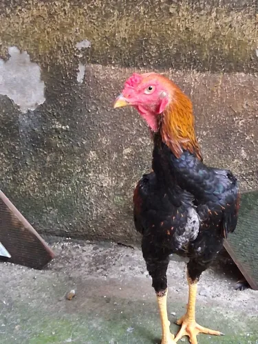 Vende-se galo carioca