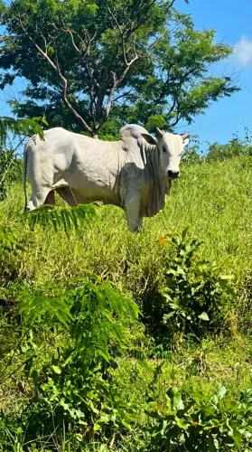 FAZENDA NO FAZ TUDO Á VENDA, 36 ALQUEIRES (FAZ TUDO) NIQUELÂNDIA-GO