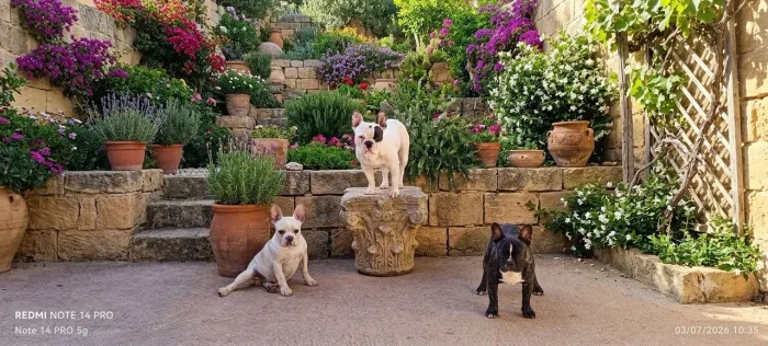 Lindos filhotes de bulldog francês