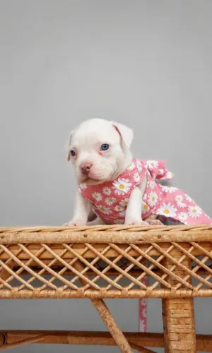 American Bully Fêmea Micro 2 meses lilac pied
