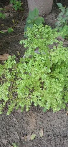 Plantas