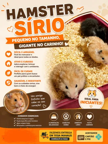Hamster sírio