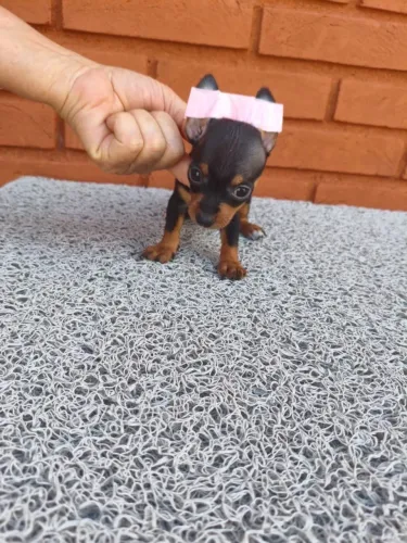 Filhotes de pinscher brincalhões disponíveis