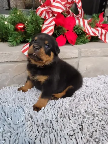 Rottweiler - Porque Alguns Presentes São Simplesmente Inesquecíveis