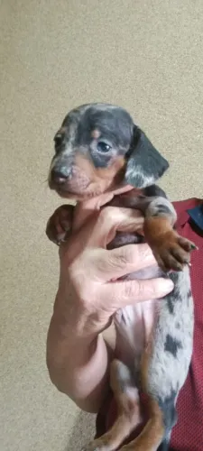 Daschund macho alerquim