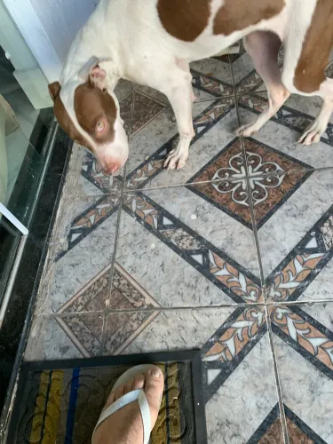 Filhote de pitbull