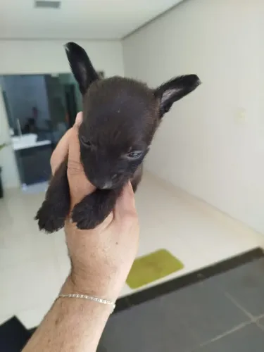 Pinscher macho