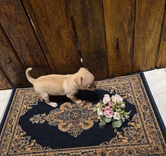 Chihuahua