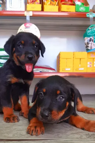 Rottweiler