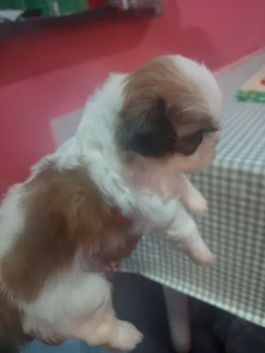 Vendo cachorro shih Tzu