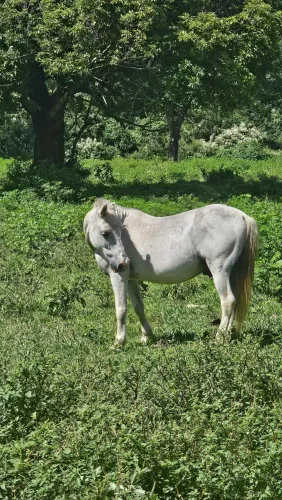 Cavalo tordilho piquira 