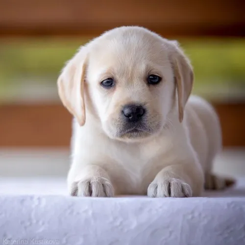 Filhotes De Labrador - Esses Filhotes Podem Derreter Seu Coração