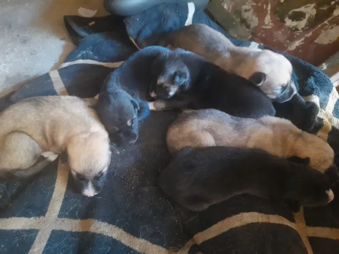 Filhote de cachorro
