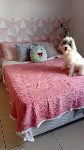 Adoção Responsável - Cachorrinha fêmea