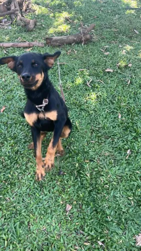 Rottweiler alemão com 7 meses 