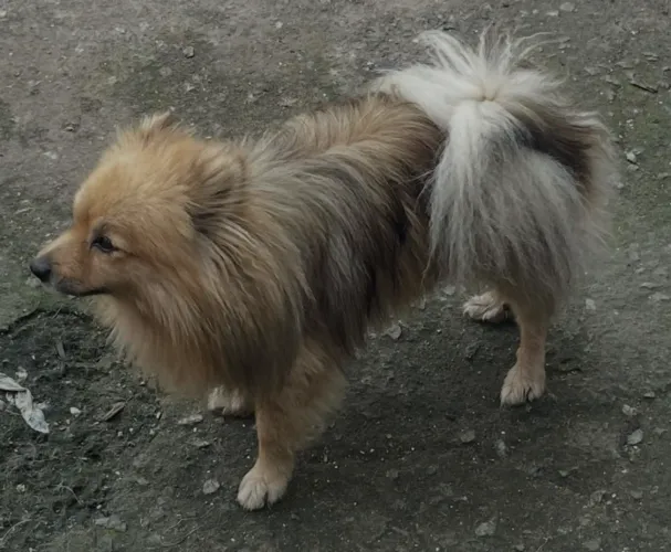 Vendo Spitz Alemão com 2,5 de vida macho com pedigree