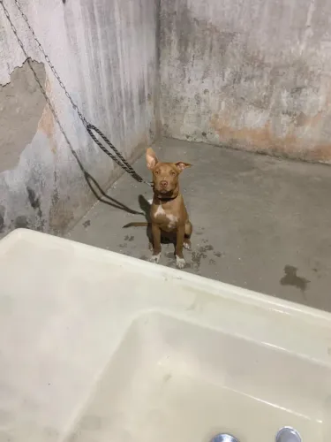 Vende-se filhote de pitbull