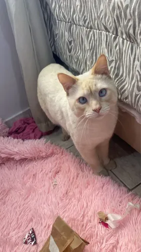 Doa-se gato macho castrado 