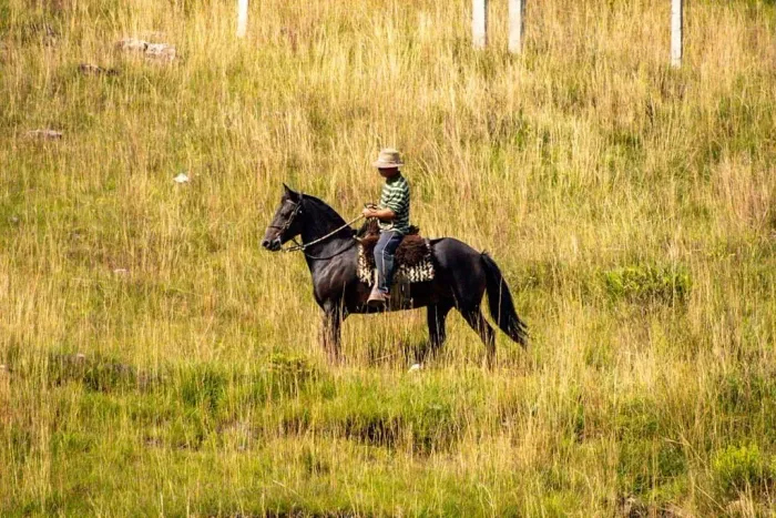 Cavalo Crioulo 5 anos - Domado