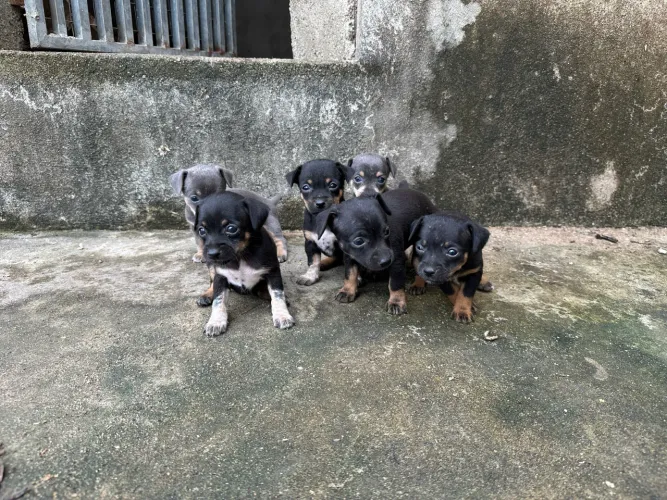 Filhotes pinscher