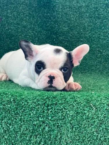 Bulldog Francês macho