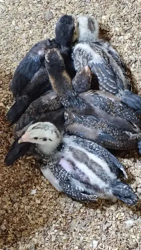 Vende-se 1 lote com 12 pintos da raça Mura com aproximadamente 45 dias o valor r$ 500
