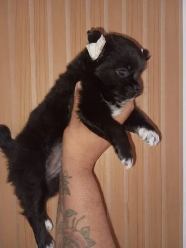 Machinho longo preto 