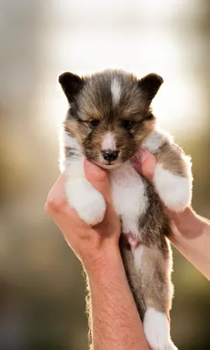 Filhote de Pastor de Shetland (Sheltie)