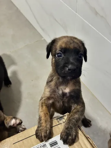 Cachorrinhos para adoção responsável!?