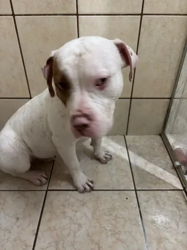 American Bully 8 meses