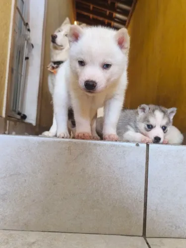 Filhotes de husky siberiano brancos 